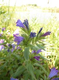 Fotografia da espécie Echium rosulatum