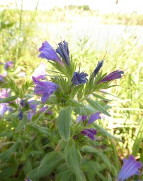 Fotografia 6 da espécie Echium rosulatum no Jardim Botânico UTAD