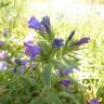 Fotografia 6 da espécie Echium rosulatum do Jardim Botânico UTAD