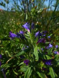 Fotografia da espécie Echium rosulatum