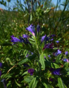 Fotografia 7 da espécie Echium rosulatum no Jardim Botânico UTAD