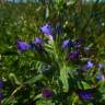 Fotografia 7 da espécie Echium rosulatum do Jardim Botânico UTAD