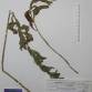 Fotografia 1 de herbário da espécie Echium rosulatum no Jardim Botânico UTAD