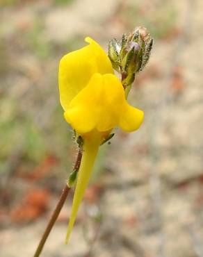 Fotografia 9 da espécie Linaria spartea no Jardim Botânico UTAD