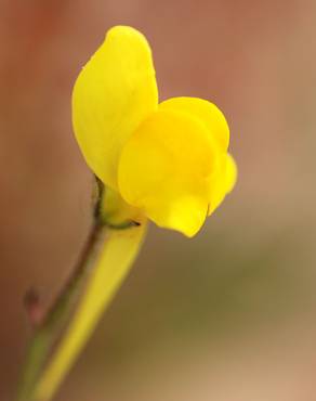 Fotografia 10 da espécie Linaria spartea no Jardim Botânico UTAD