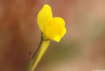 Fotografia da espécie Linaria spartea