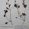 Fotografia de herbário 1 da espécie Geranium lucidum no Jardim Botânico UTAD