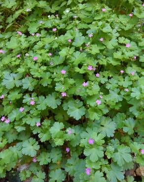 Fotografia 12 da espécie Geranium lucidum no Jardim Botânico UTAD