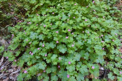 Fotografia da espécie Geranium lucidum