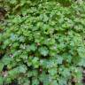 Fotografia 12 da espécie Geranium lucidum do Jardim Botânico UTAD