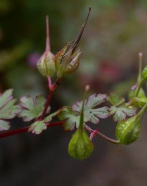 Fotografia 13 da espécie Geranium lucidum no Jardim Botânico UTAD