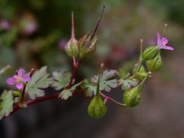 Fotografia da espécie Geranium lucidum