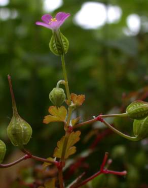 Fotografia 14 da espécie Geranium lucidum no Jardim Botânico UTAD