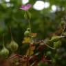 Fotografia 14 da espécie Geranium lucidum do Jardim Botânico UTAD