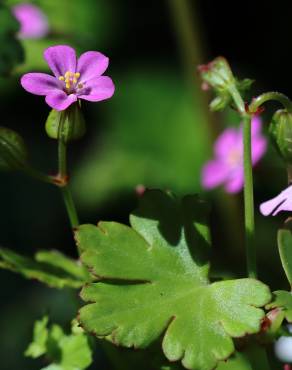 Fotografia 15 da espécie Geranium lucidum no Jardim Botânico UTAD