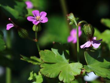 Fotografia da espécie Geranium lucidum