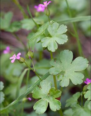 Fotografia 16 da espécie Geranium lucidum no Jardim Botânico UTAD