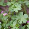 Fotografia 16 da espécie Geranium lucidum do Jardim Botânico UTAD