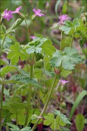 Fotografia da espécie Geranium lucidum