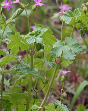 Fotografia 17 da espécie Geranium lucidum no Jardim Botânico UTAD