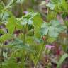 Fotografia 17 da espécie Geranium lucidum do Jardim Botânico UTAD