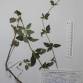 Fotografia 1 de herbário da espécie Origanum vulgare no Jardim Botânico UTAD