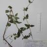 Fotografia de herbário 1 da espécie Origanum vulgare no Jardim Botânico UTAD