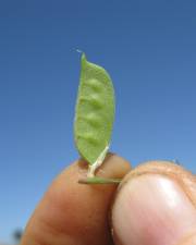 Fotografia da espécie Vicia eriocarpa