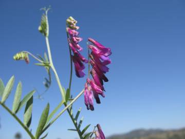 Fotografia da espécie Vicia eriocarpa