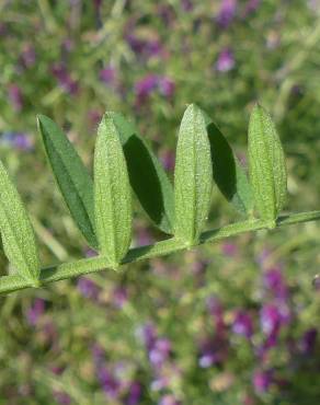 Fotografia 5 da espécie Vicia eriocarpa no Jardim Botânico UTAD