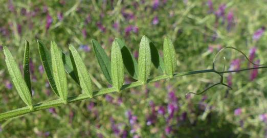 Fotografia da espécie Vicia eriocarpa