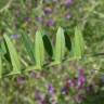 Fotografia 5 da espécie Vicia eriocarpa do Jardim Botânico UTAD