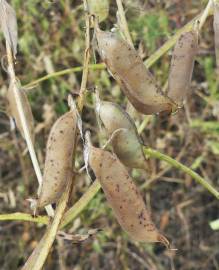 Fotografia da espécie Vicia eriocarpa