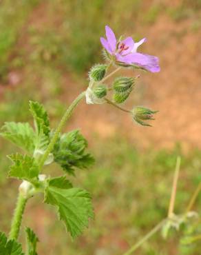 Fotografia 1 da espécie Erodium chium no Jardim Botânico UTAD