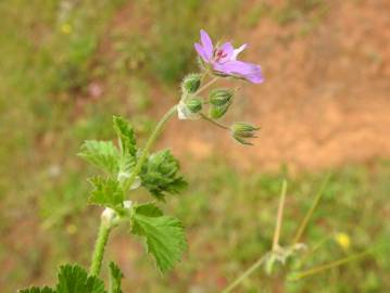 Fotografia da espécie Erodium chium