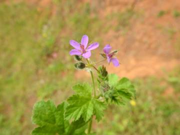 Fotografia da espécie Erodium chium