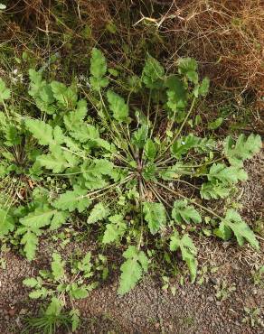 Fotografia 3 da espécie Erodium chium no Jardim Botânico UTAD