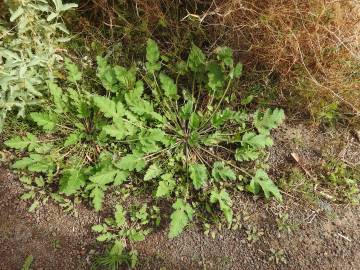 Fotografia da espécie Erodium chium