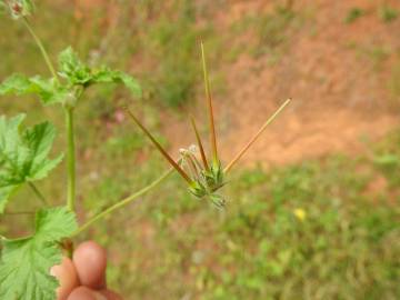 Fotografia da espécie Erodium chium