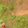Fotografia 4 da espécie Erodium chium do Jardim Botânico UTAD
