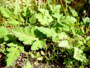 Fotografia da espécie Erodium chium