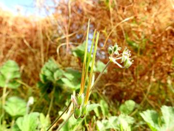 Fotografia da espécie Erodium chium