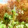 Fotografia 6 da espécie Erodium chium do Jardim Botânico UTAD