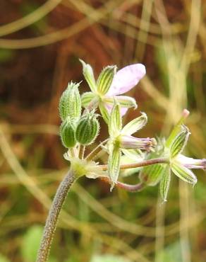 Fotografia 7 da espécie Erodium chium no Jardim Botânico UTAD