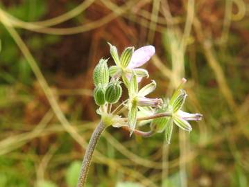 Fotografia da espécie Erodium chium