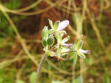 Fotografia da espécie Erodium chium