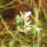 Fotografia 7 da espécie Erodium chium do Jardim Botânico UTAD