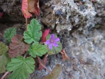 Fotografia da espécie Erodium chium