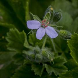 Fotografia da espécie Erodium chium