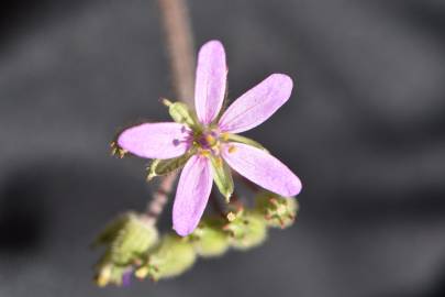 Fotografia da espécie Erodium chium